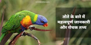 Parrot in Hindi: तोते के बारे में रोचक जानकारी, 11 गज़ब तथ्य