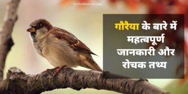 Sparrow in Hindi: गौरैया चिड़िया महत्वपूर्ण जानकारी, 15 रोचक तथ्य और