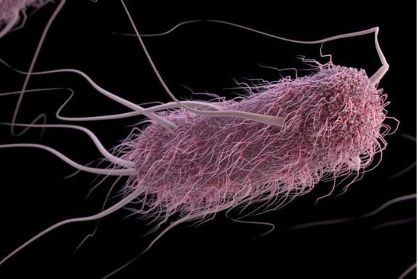 E-Coli Bacteria